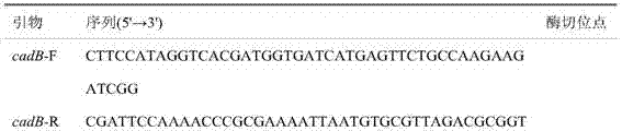 Method for improving yield of cadaverine produced by utilizing microorganisms for saccharides fermentation