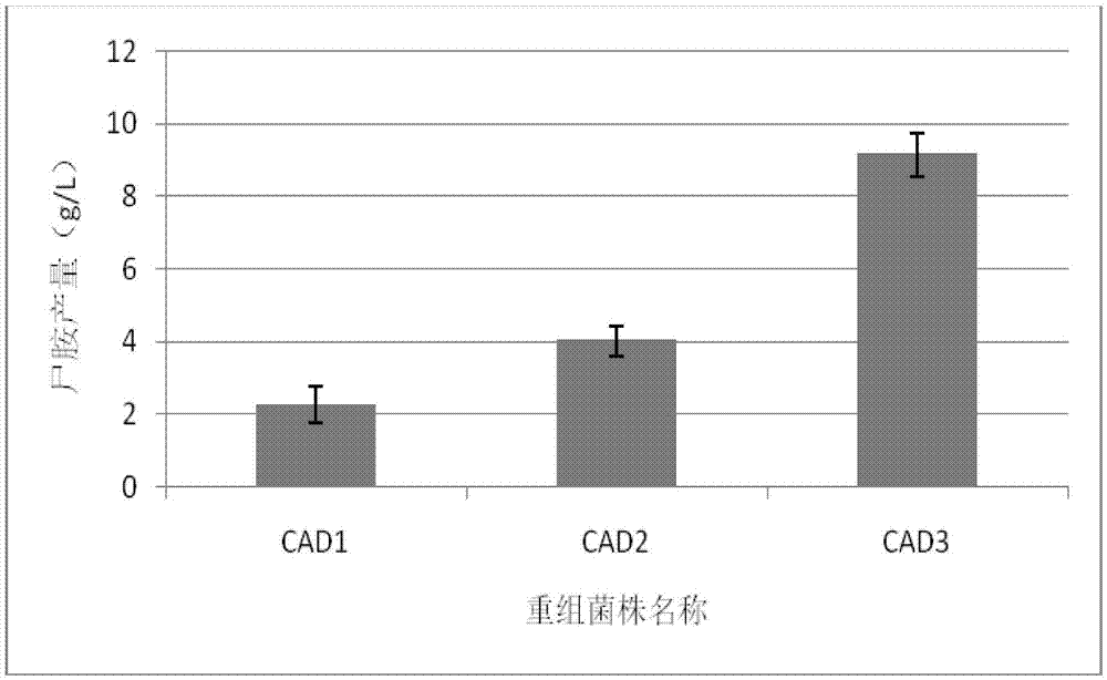 Method for improving yield of cadaverine produced by utilizing microorganisms for saccharides fermentation