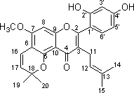 Prenylflavonoid compound and application thereof in preparation of pancrelipase inhibitor