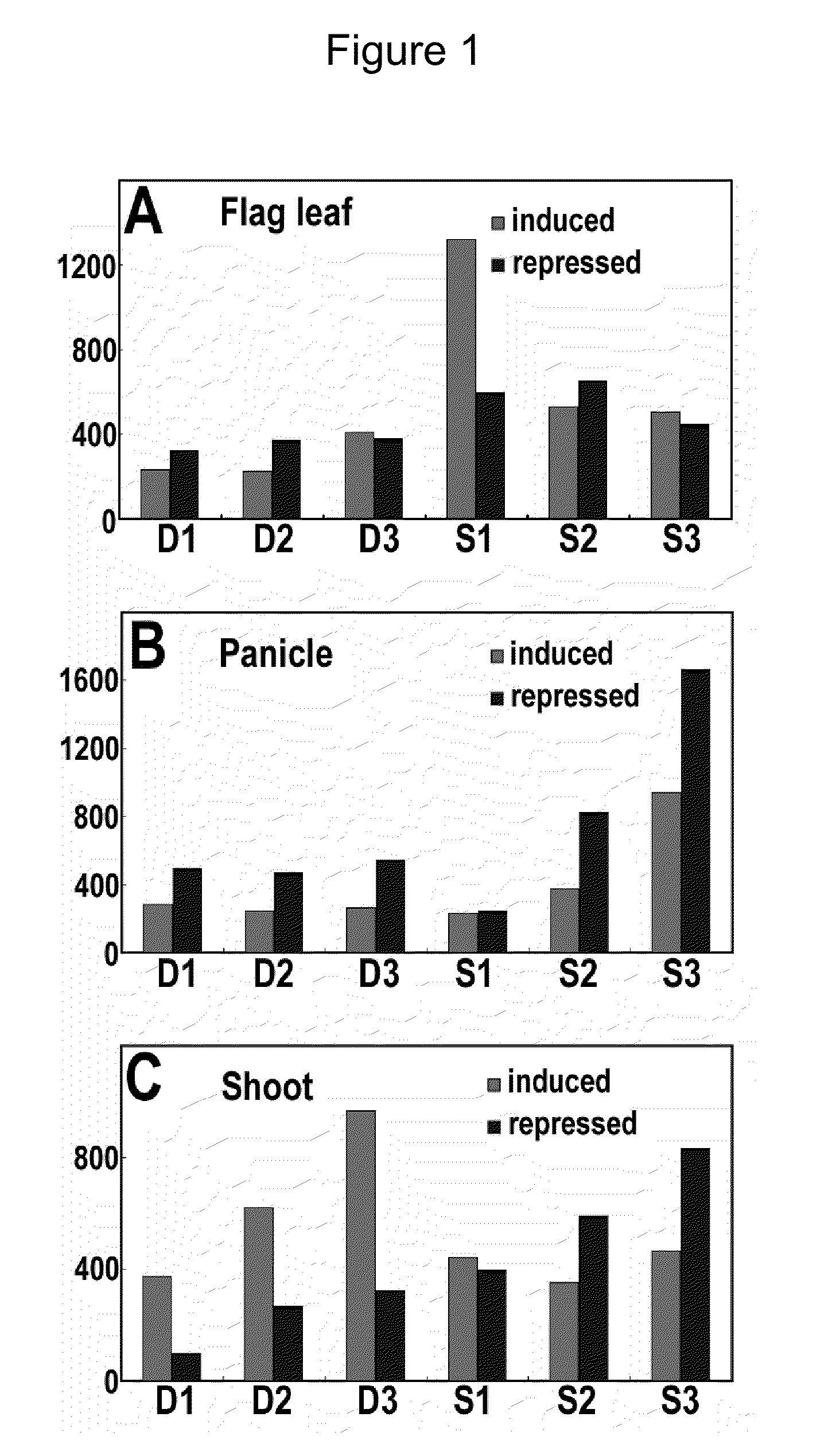 Drought and High Salinity Stress Induced Rice Promoters