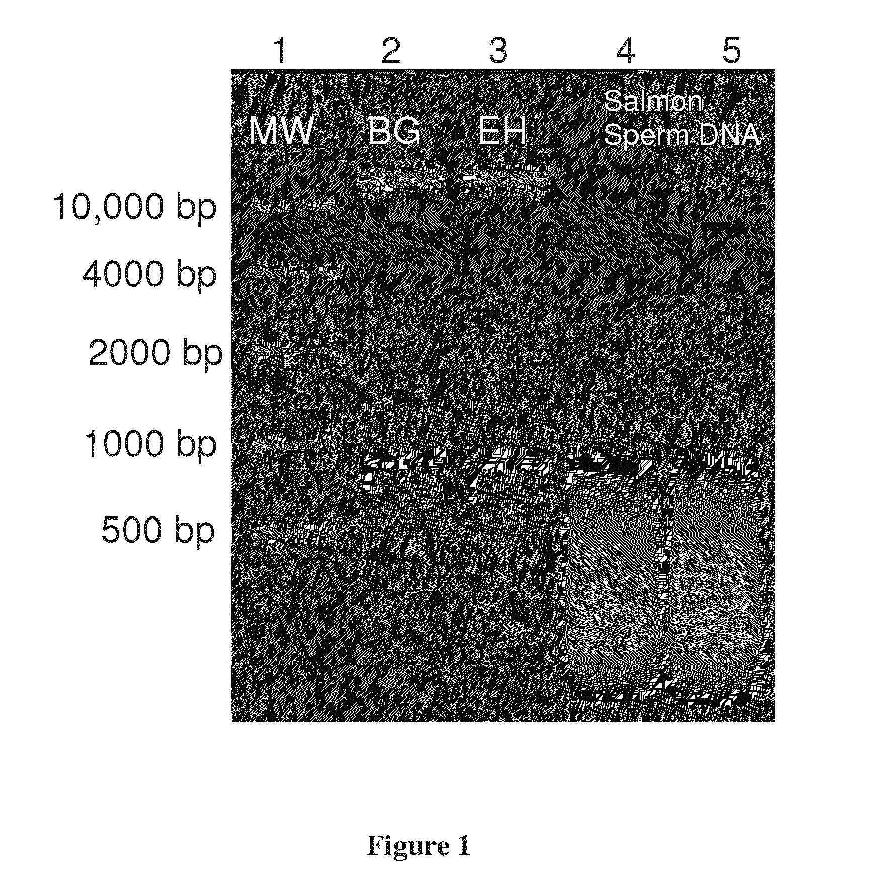 Kit for co-purification and concentration of DNA and proteins using isotachophoresis