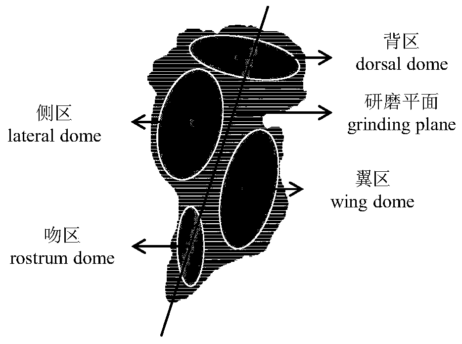 Method for measuring age and individual growth size of sthenoteuthis oualaniensis on basis of external form of otolith