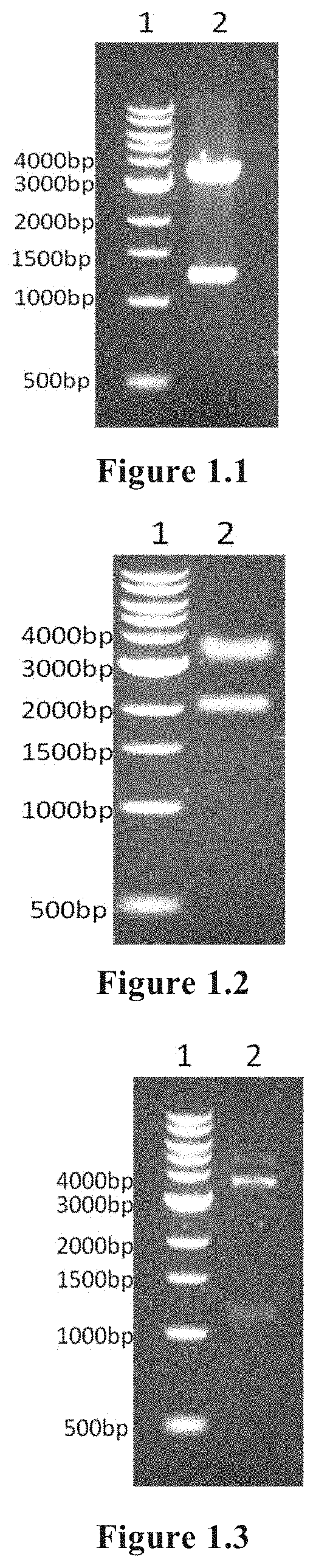 <i>Streptococcus pneumoniae </i>protein antigen, and preparation method and use thereof