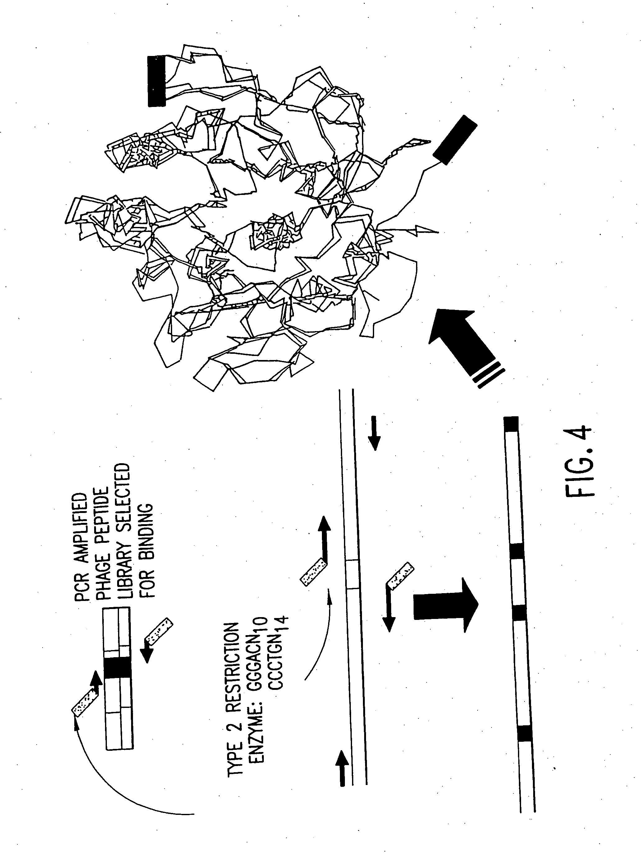 Targeted enzymes