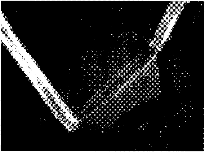 Cytoskeleton for tissue-engineered tympanic membrane