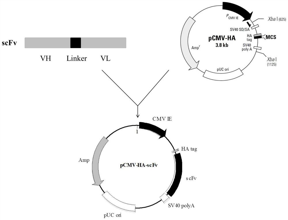 Eukaryotic expression single-chain antibody of porcine epidemic diarrhea virus N protein, and preparation method and application thereof