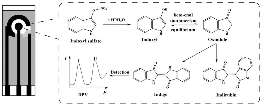 Electrochemical method for rapidly detecting plasma indoxyl sulfate