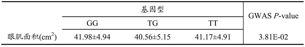 SNP (Single Nucleotide Polymorphism) marker for detecting pig eye muscle area and application thereof