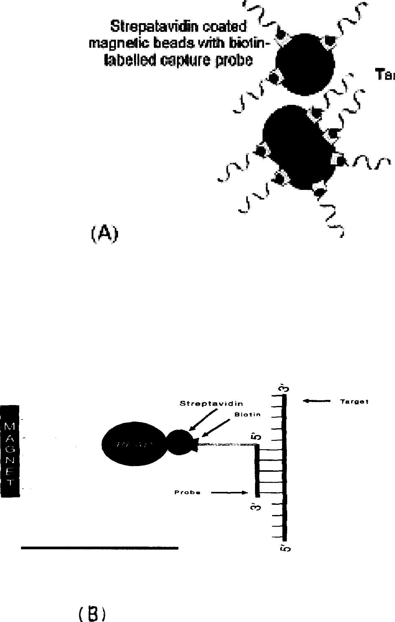 Method for inspecting hepatitis and AIDS virus nucleic acid by synchronous amplification and its reagent kit