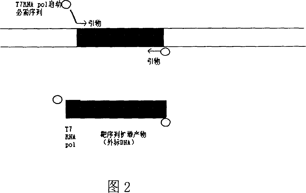 Method for inspecting hepatitis and AIDS virus nucleic acid by synchronous amplification and its reagent kit