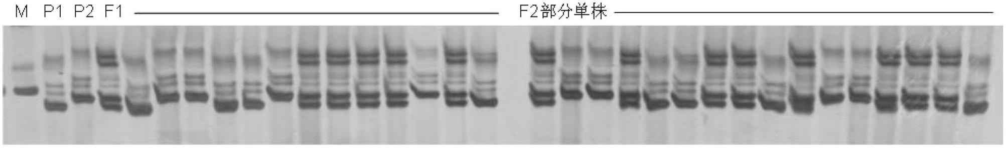 SSR (Simple Sequence Repeat) marker tightly interlocked with cucumber fruit bitter gene Bt and application thereof