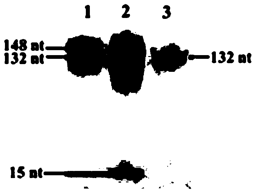 Biosensor for detecting repair glycosylase and detection method and application of biosensor