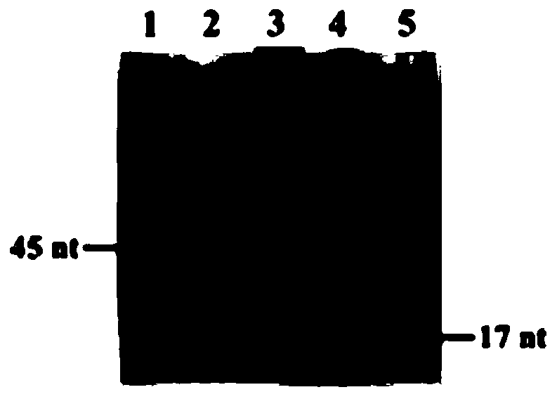 Biosensor for detecting repair glycosylase and detection method and application of biosensor