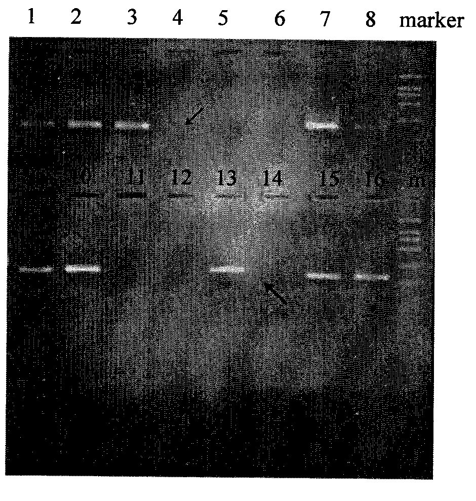 Method for detecting the chimerism rate of recipients after allogeneic hematopoietic stem cell transplantation