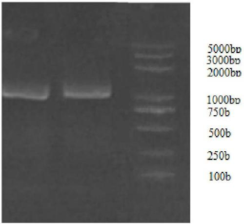 Baijiu and preparation method and application thereof