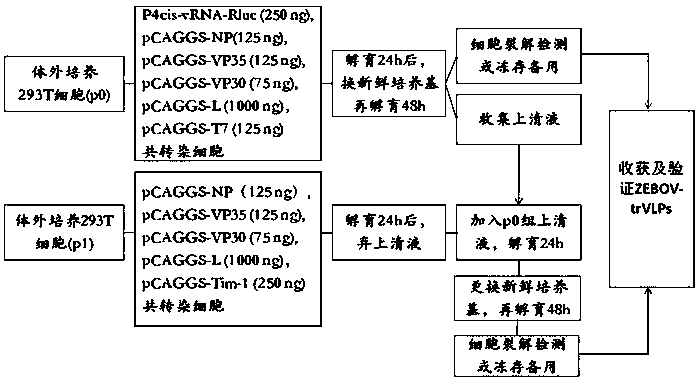 Anti-Ebola virus vp40 protein monoclonal antibody a2g7 and its application