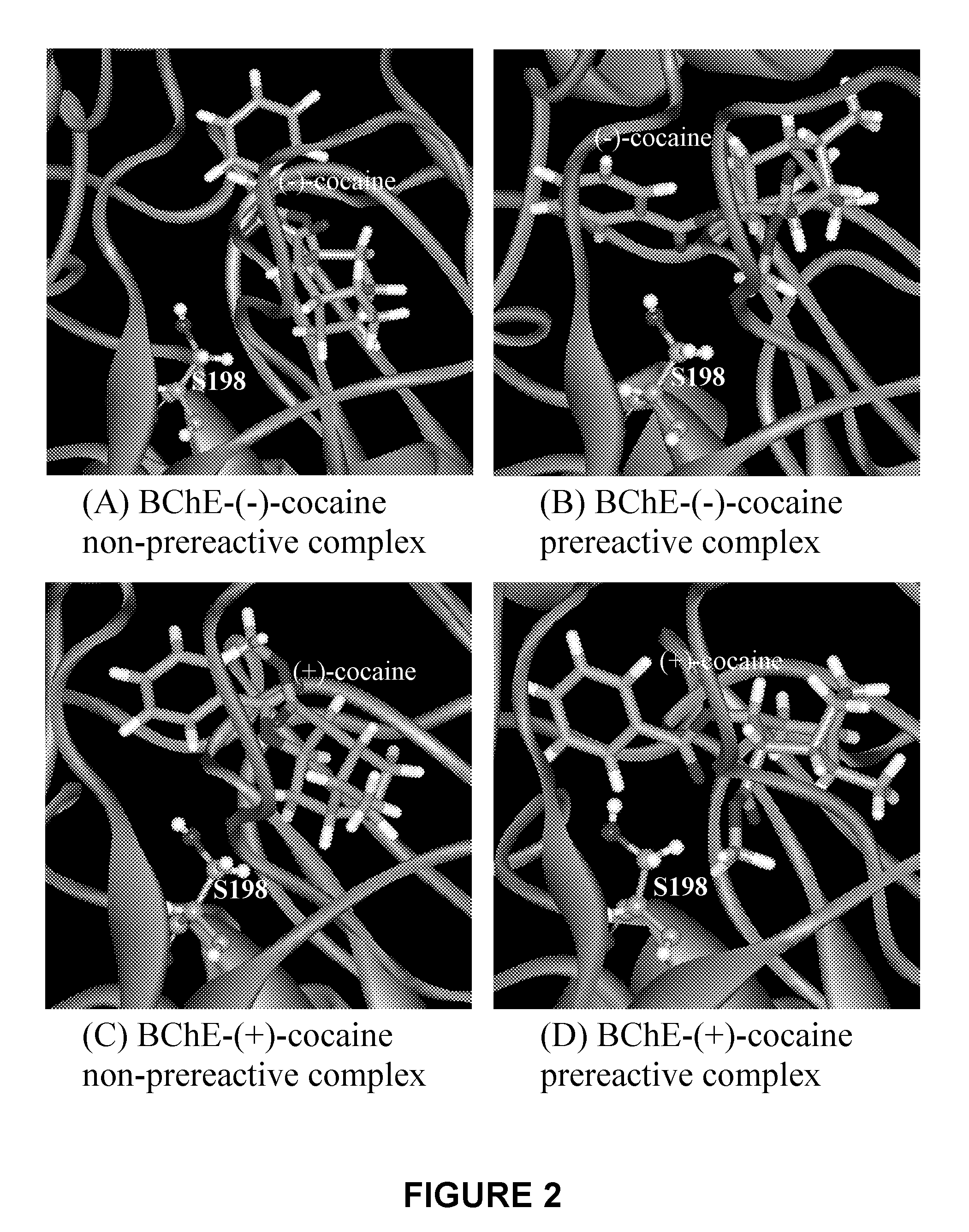 High-activity mutants of butyrylcholinesterase for cocaine hydrolysis and method of generating the same