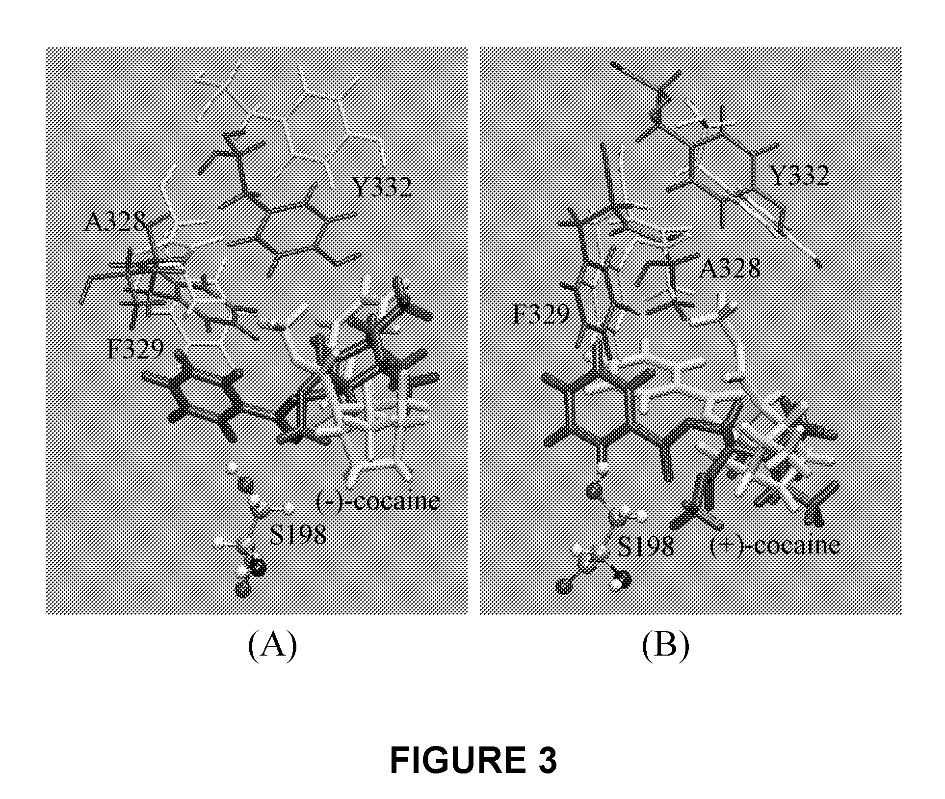 High-activity mutants of butyrylcholinesterase for cocaine hydrolysis and method of generating the same