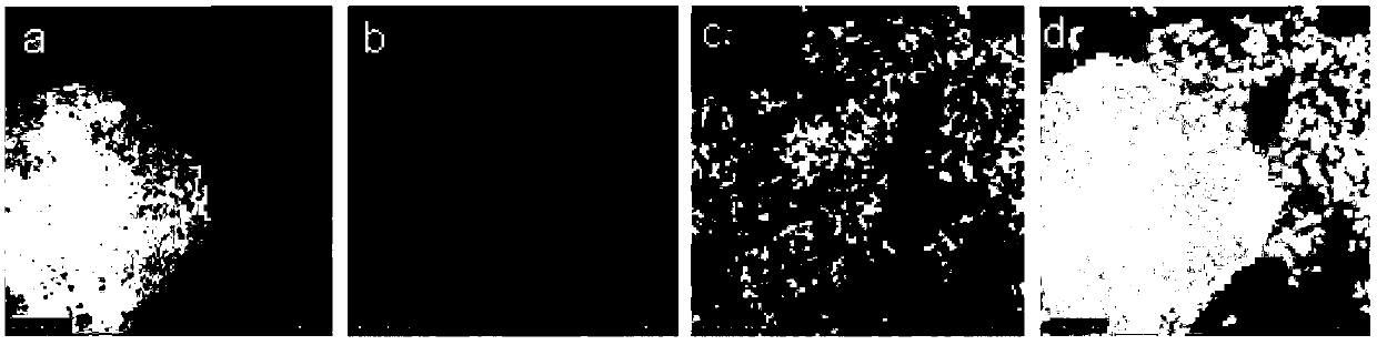 Method for real-time monitoring on gene transfection