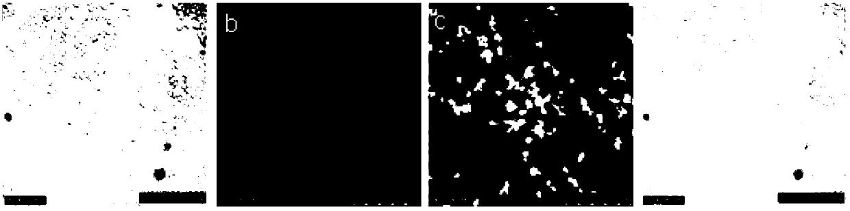 Method for real-time monitoring on gene transfection