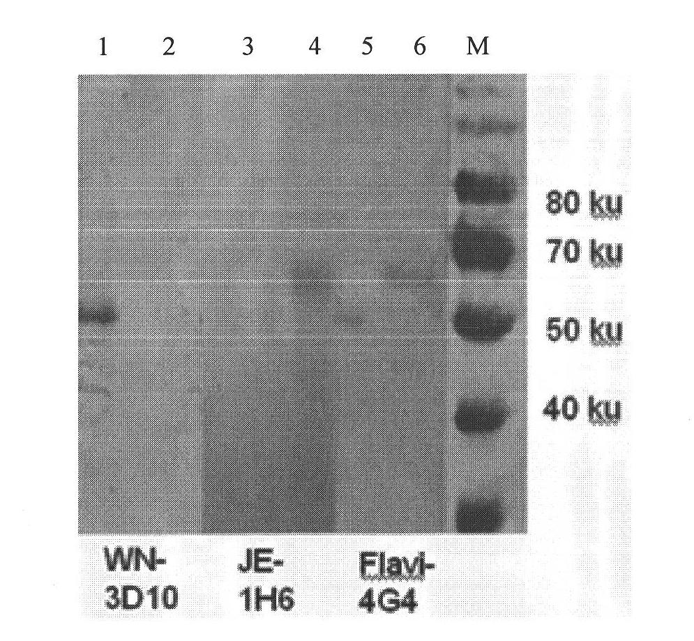 West nile virus NS1 protein monoclonal antibody, identified B cell epitope thereof and application