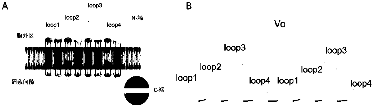 A kind of recombinant protein VO and its preparation method and application