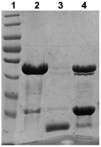 A kind of recombinant protein VO and its preparation method and application