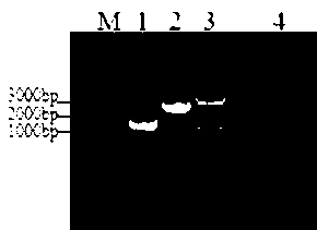 Duck Tembusu virus detection kit