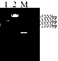 Duck Tembusu virus detection kit