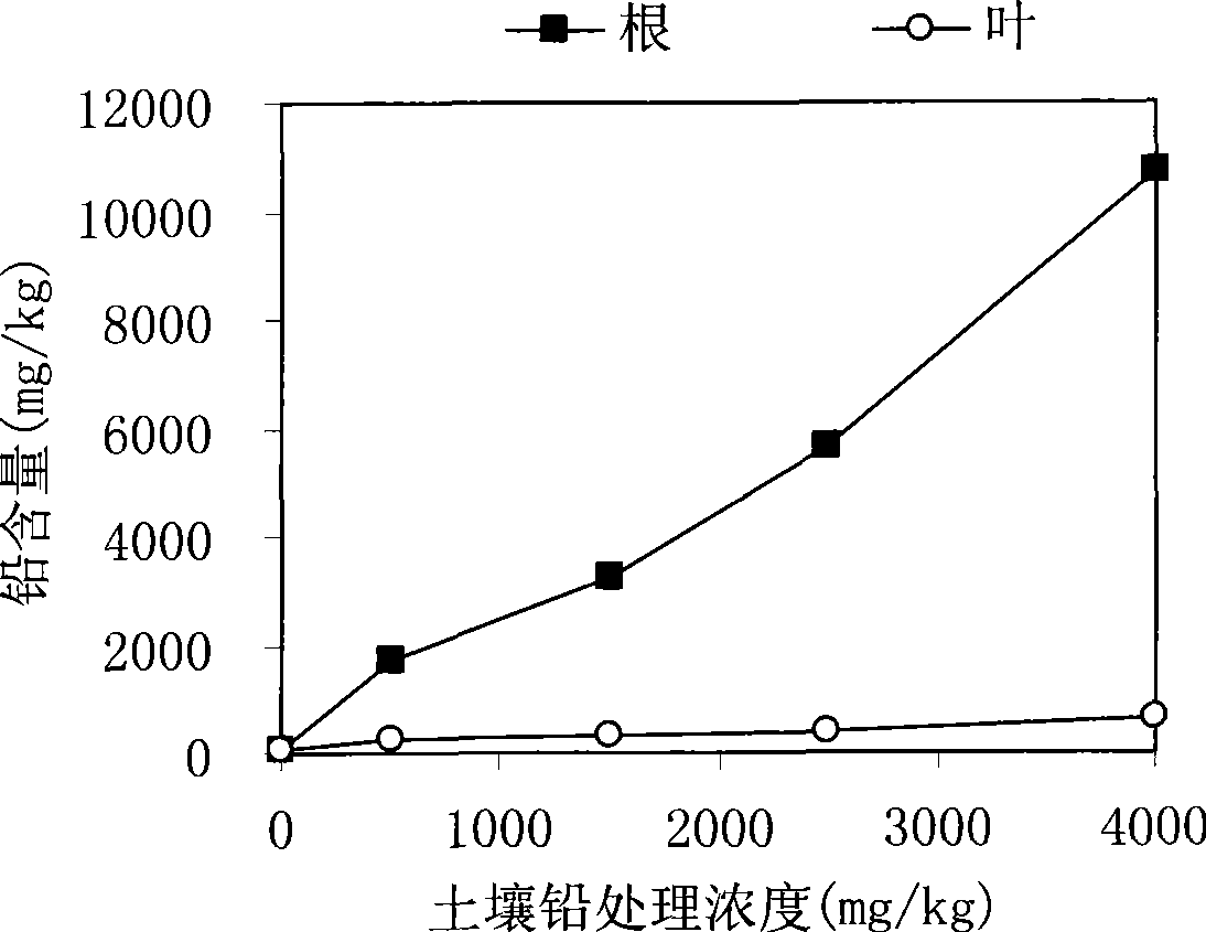 Method for fixing lead pollution in soil using seashore paspalum turfgrass