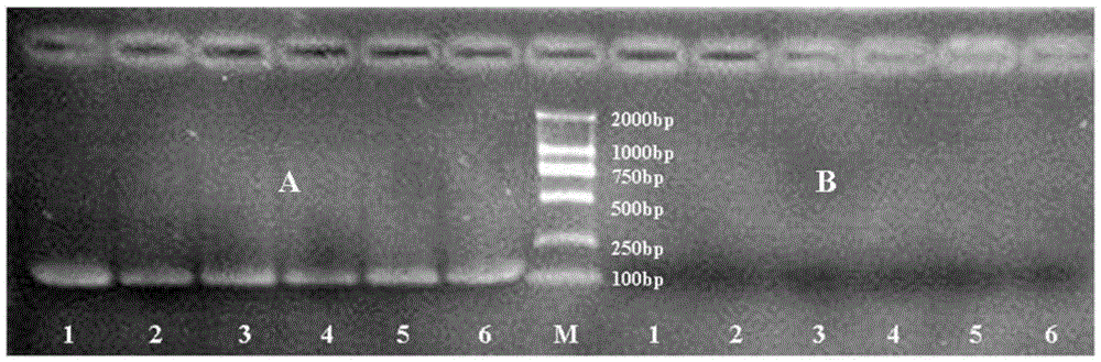 A kind of primer and method for distinguishing larvae of A. lepidus and A. sylvaticus using est microsatellite markers