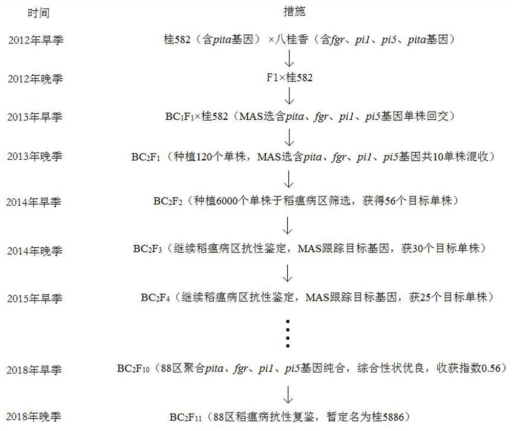 A Breeding Method of Gui 5886, a Fragrant Rice Blast-resistant Restorer Line with High Harvest Index