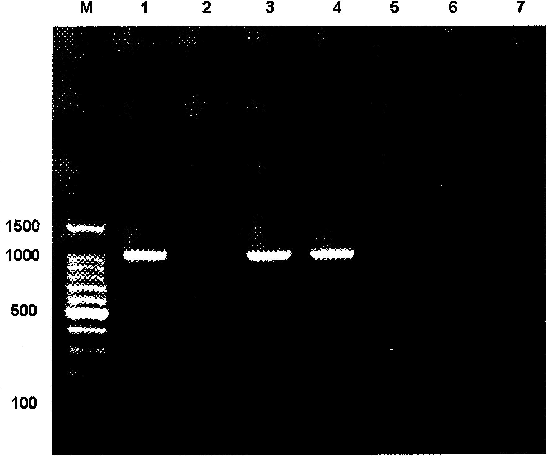 PCR detection kit for regulator gene producing aflatoxin and detection method thereof