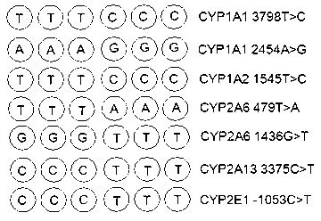 Gene detection chip for lung-cancer-risk-related cytochrome P450 of smokers