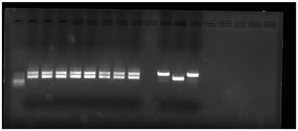 Application of OGT as target in preparation of medicine for treating abnormal secretion of glucagon in diabetes