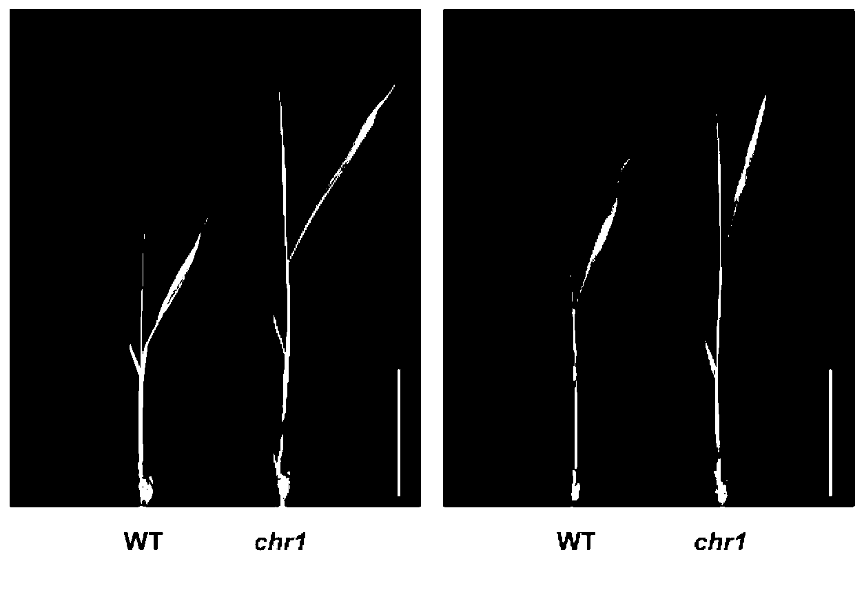 Application of rice protein CHR1 in adjusting content of plant nitrate