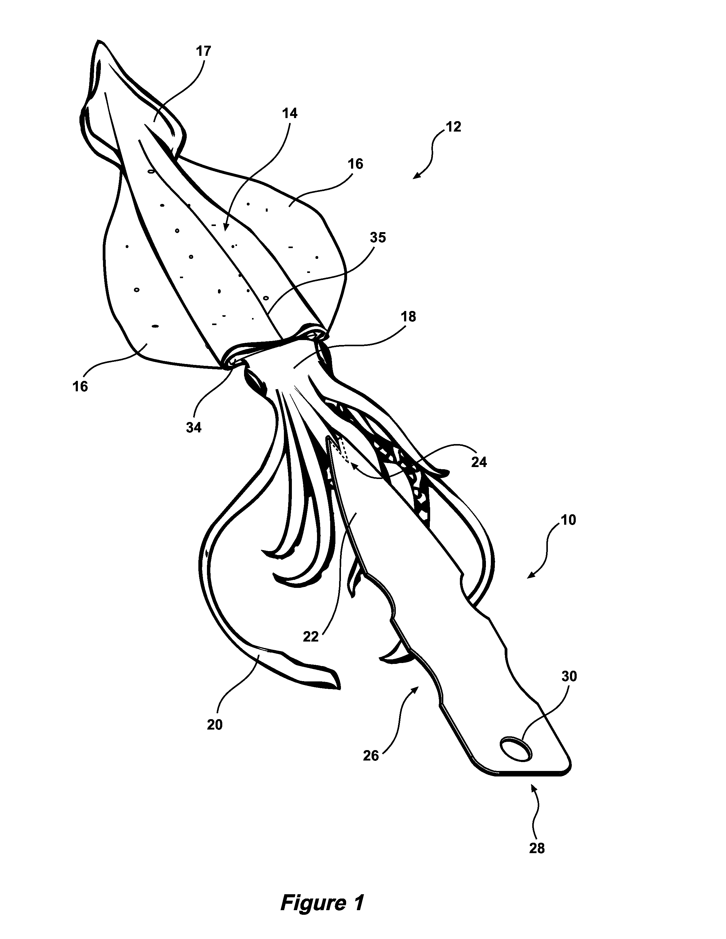 Cephalopod filleting and cleaning apparatus