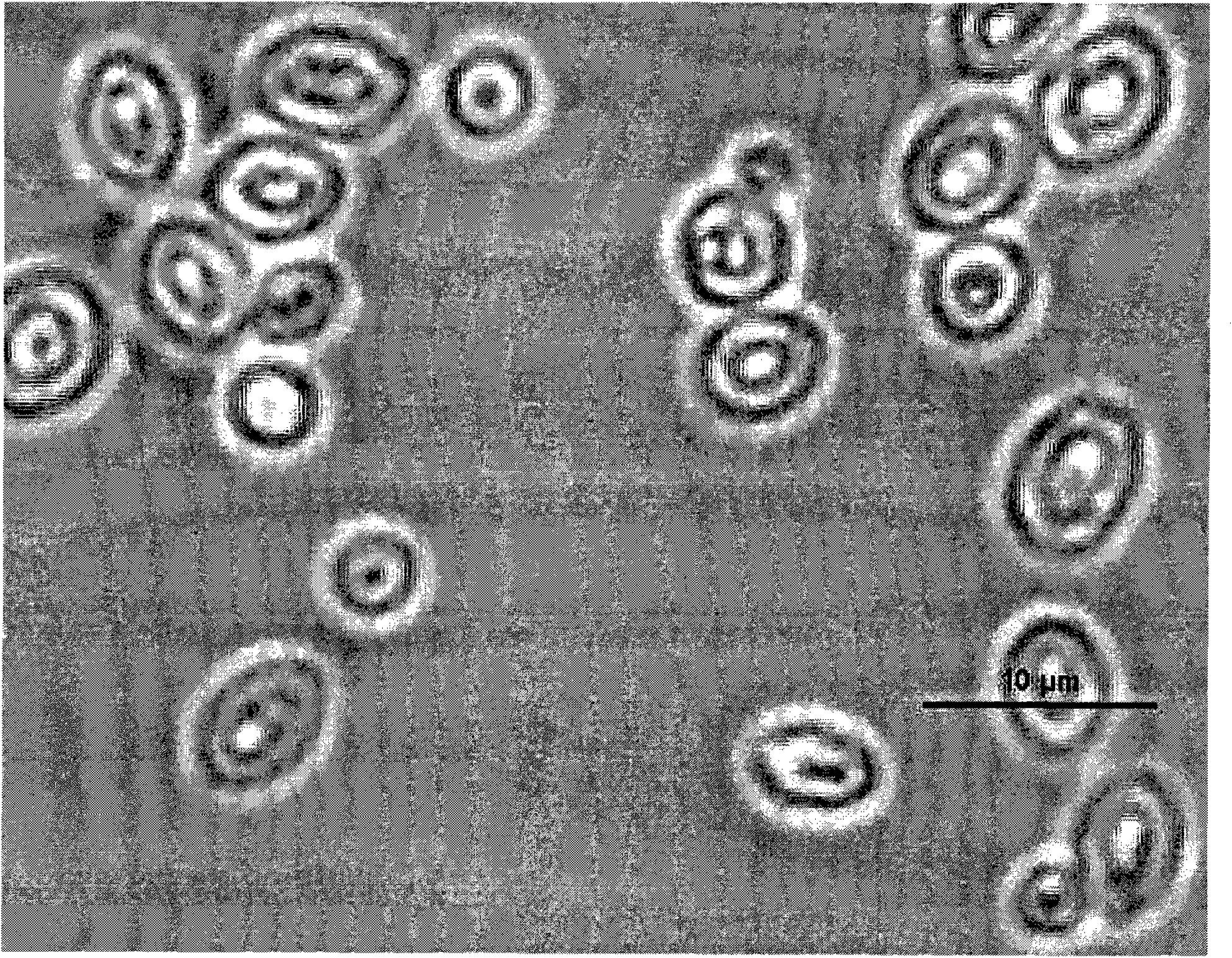 Bacterial strain tolerant with various inhibitors of Saccharomyces cerevisiae