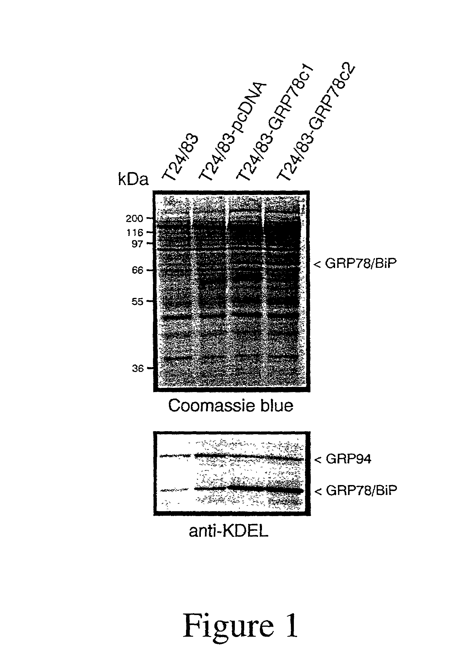 Method of inhibiting the generation of active thrombin on the surface of a cell within an atherosclerotic plaque