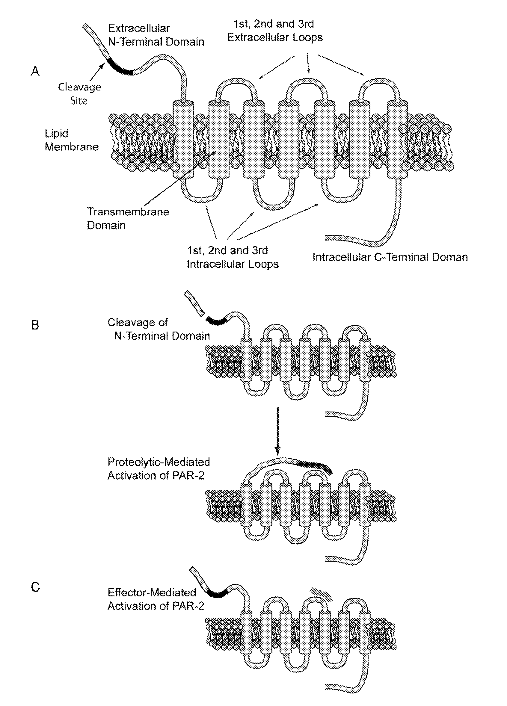 Effectors of PAR-2 Activation and Their Use in the Modulation of Inflammation