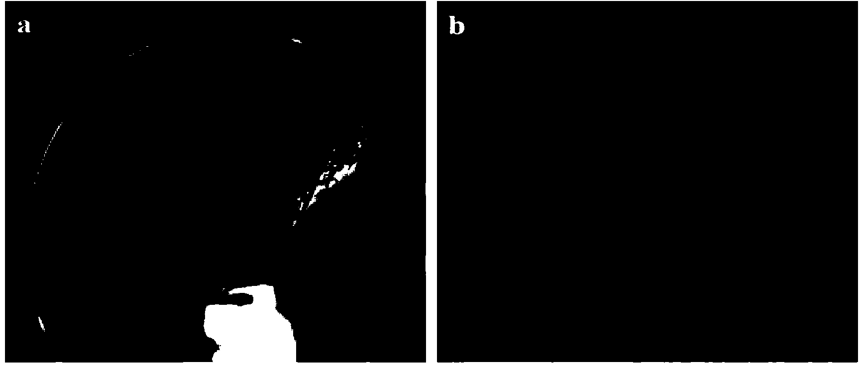 Bacillus atrophaeus having poisoning and controlling effects on potato beetles