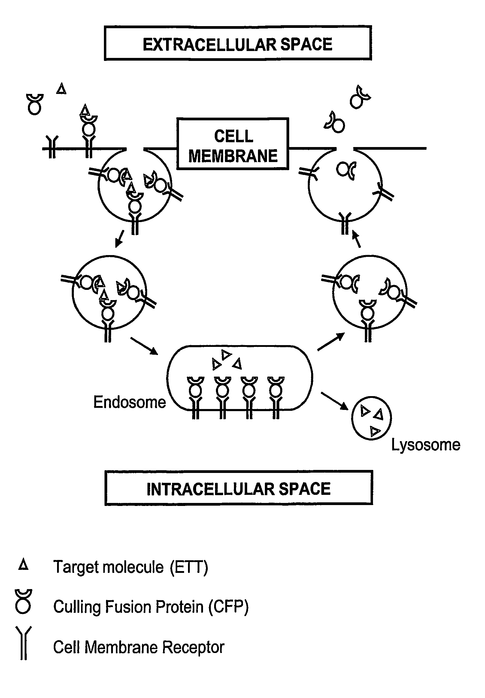 Novel Therapeutic Fusion Proteins