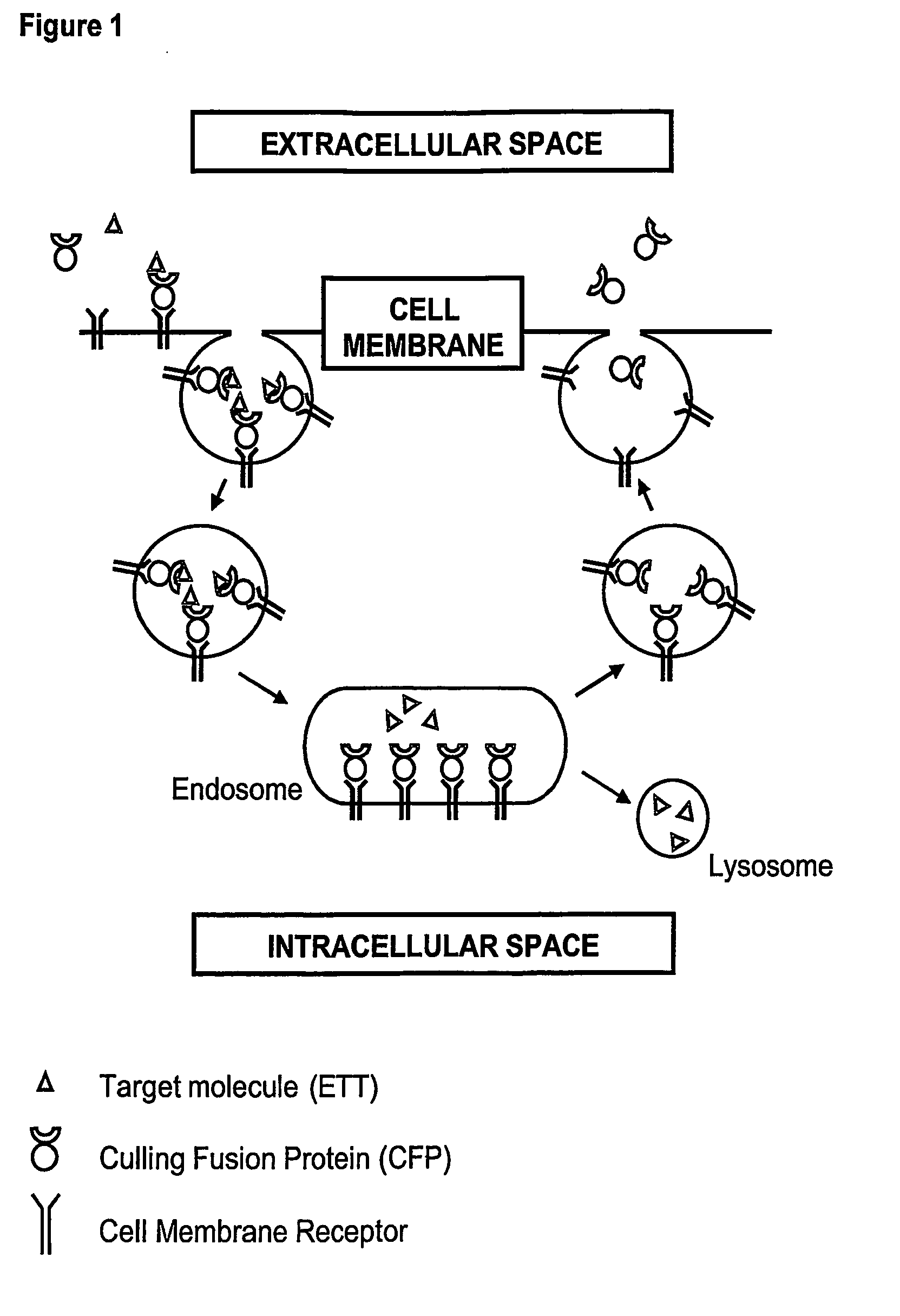 Novel Therapeutic Fusion Proteins