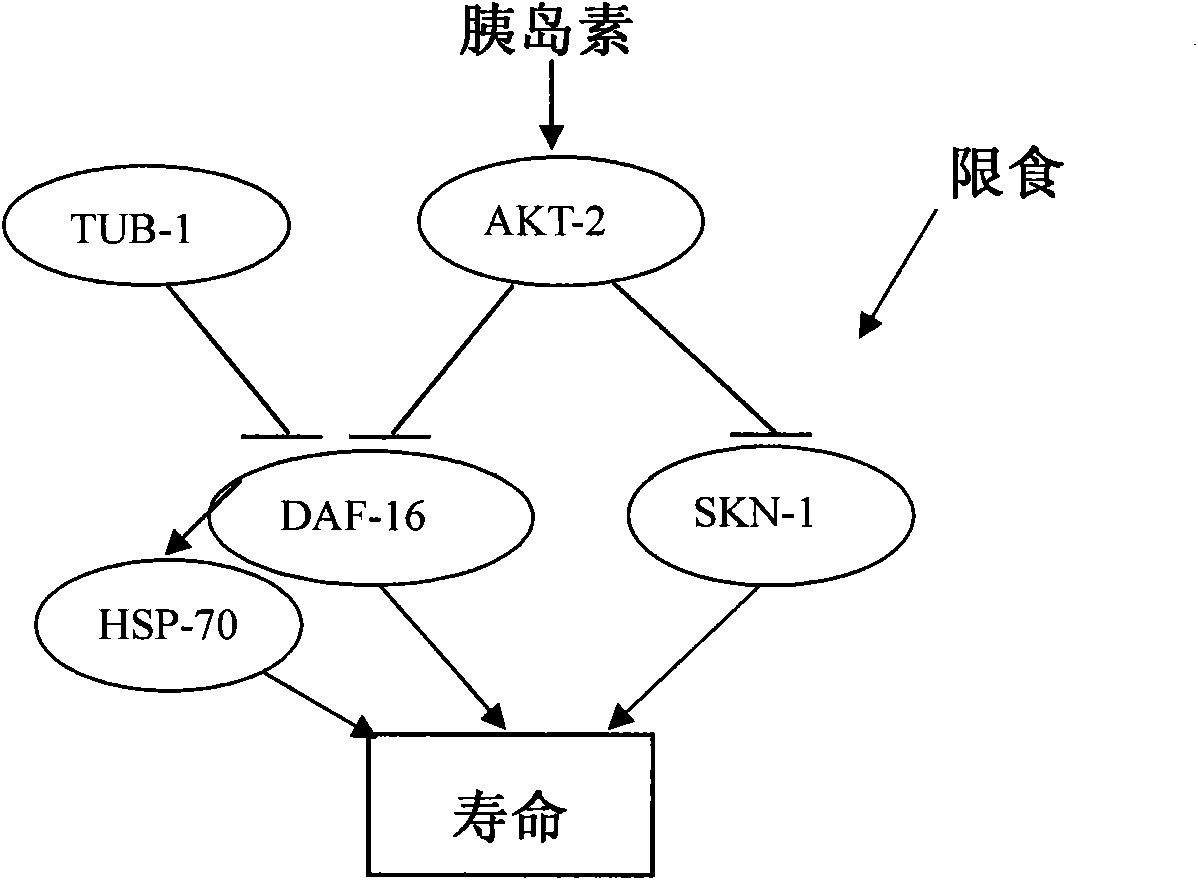 Application of ligusticum chuanxiong hort or extract thereof in preparing anti-aging products