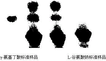 High-yield gamma-aminobutyric acid lactobacillus and screening method thereof