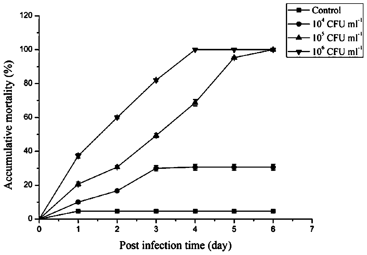 Method for analyzing aeromonas hydrophila infected macrobrachium nipponense blood cell differential expression protein based on proteomics quantitative technology