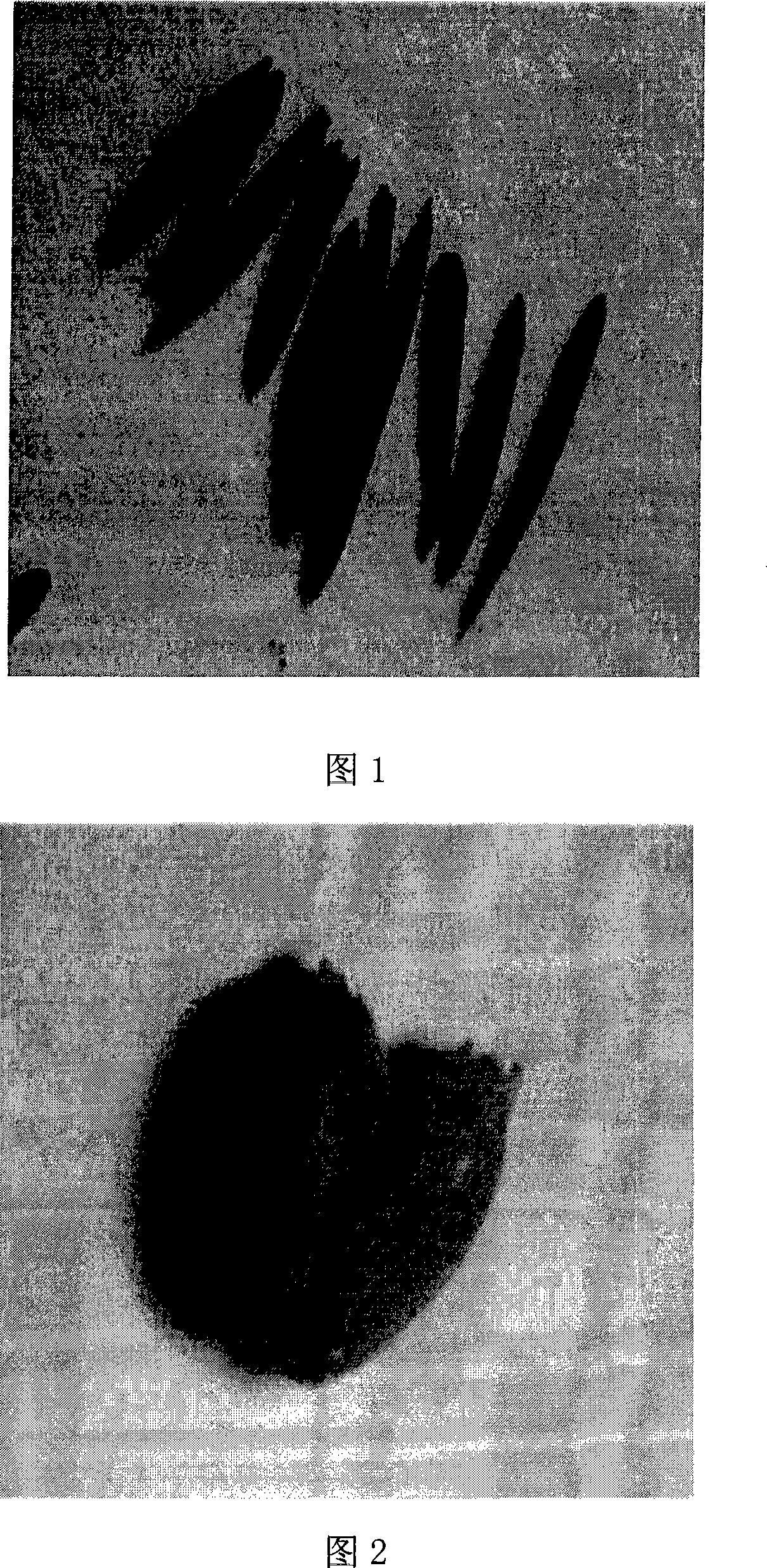 Method for identifying bentgrass nematode by real time fluorescent PCR technology