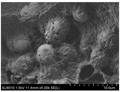 Biological enhancement application method of sulfate reducing bacteria