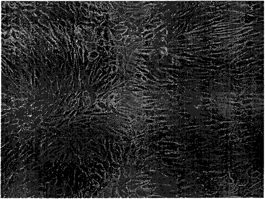 Tissue engineered breast transplant and constructing method thereof