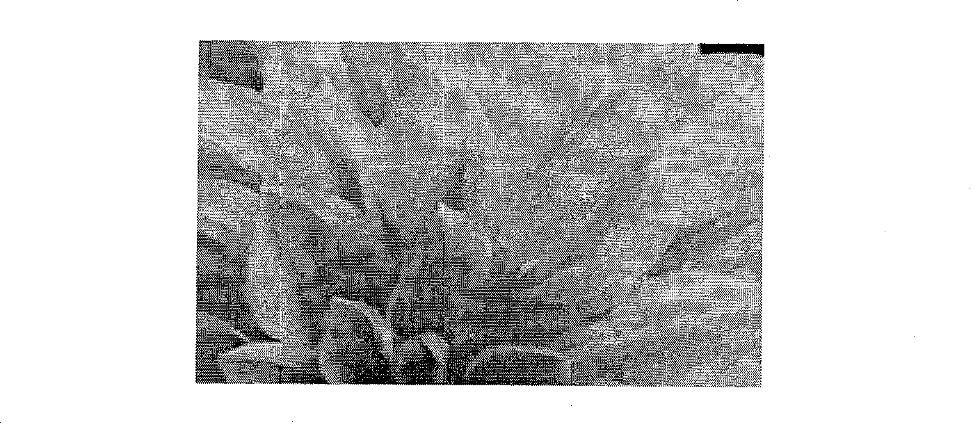 Method and device for compressing image